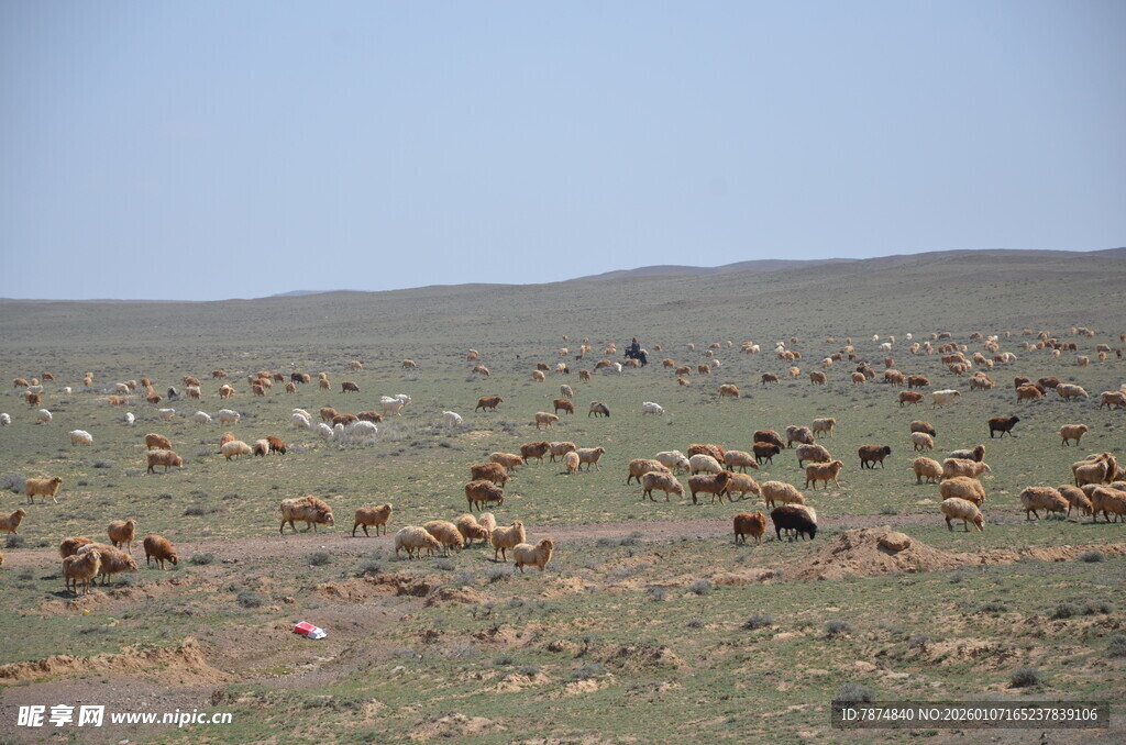 草原上奔跑的成群动物