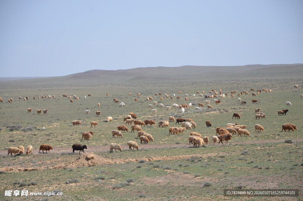 草原上的牛群悠然觅食