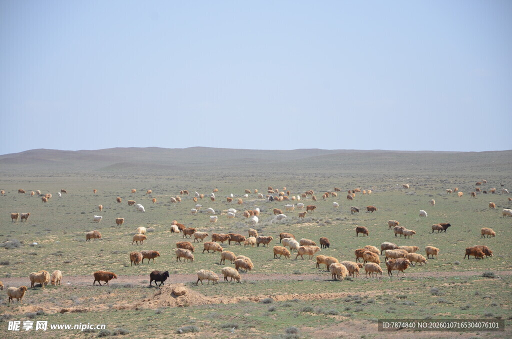 草原上的羊群