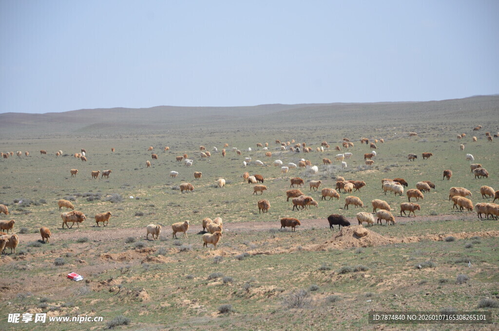 草原上的畜群