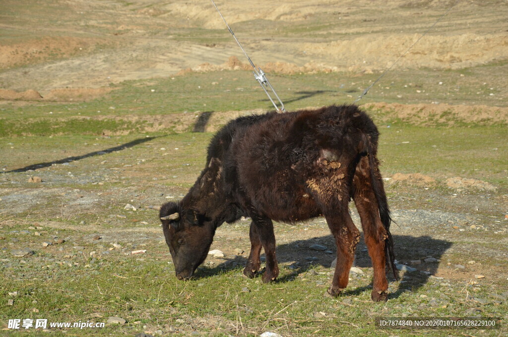 草原上低头吃草的黑牛