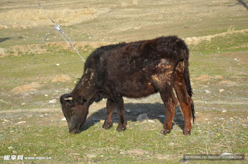 草原上低头吃草的黑牛