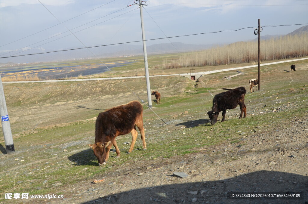 草原上的牛群悠闲吃草
