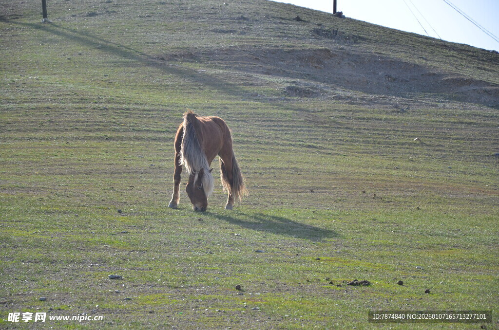 草原上独行的骏马
