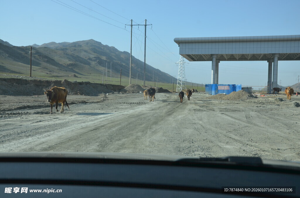 公路上的牛群与远处建筑