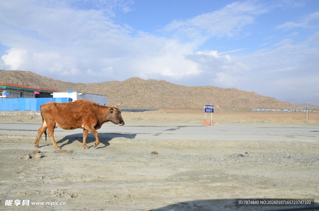 田野中独行的棕色耕牛