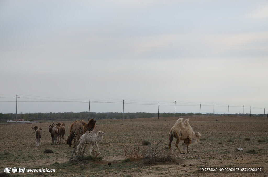 草原上的骆驼群