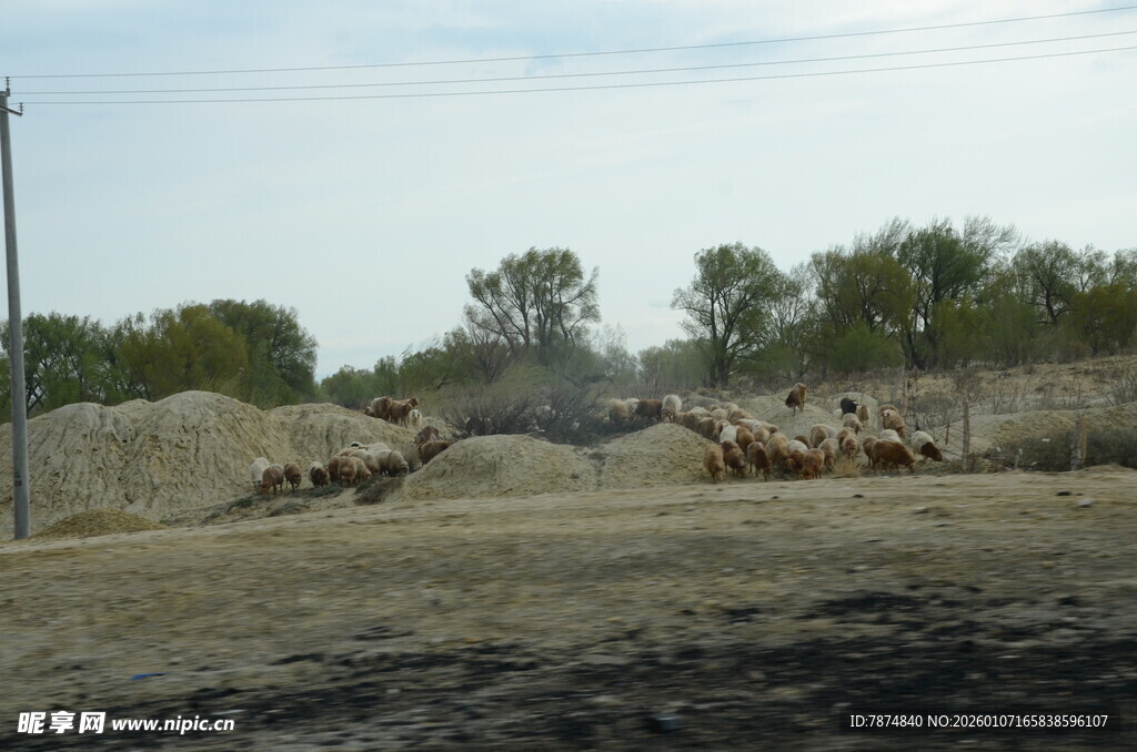 沙漠中的骆驼群