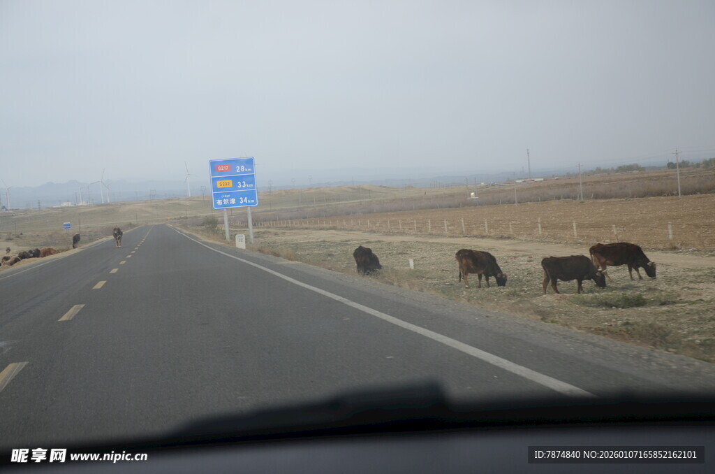 公路上的牛群