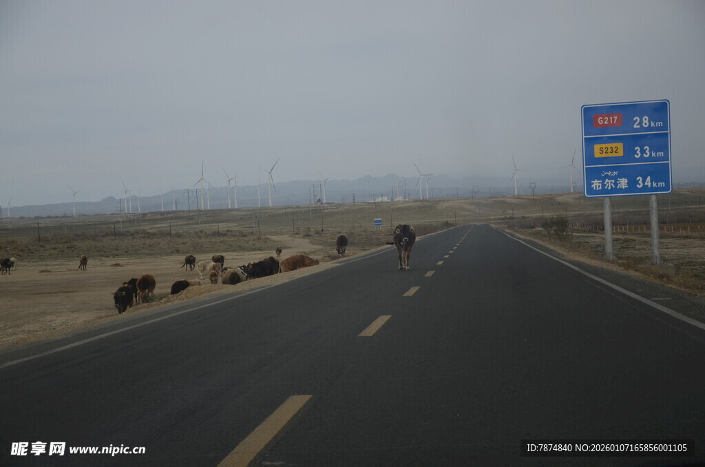 公路上的牦牛群