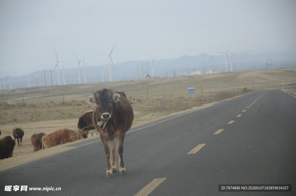 公路上的骆驼与牛群