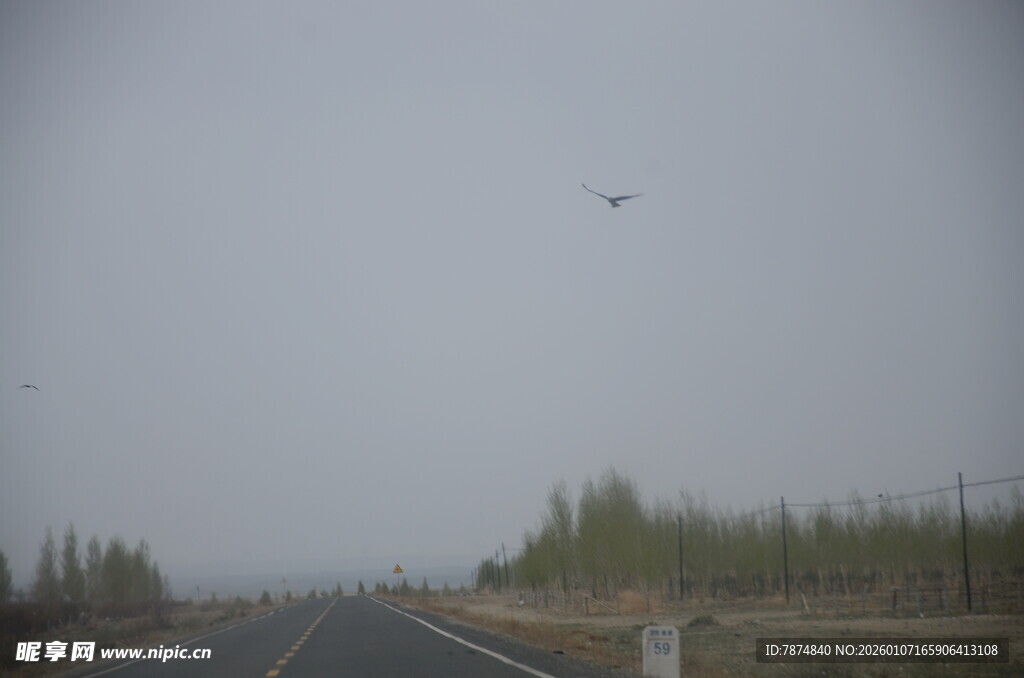 公路上空飞鸟伴绿树