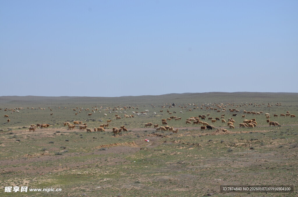 草原上的动物群