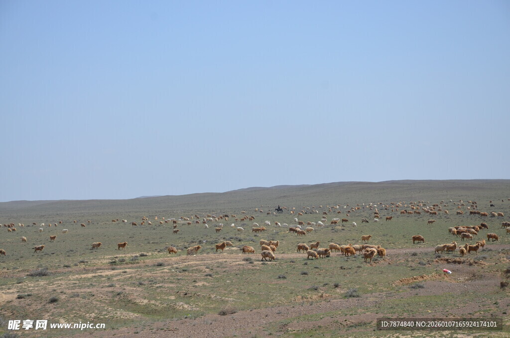 草原上的动物群