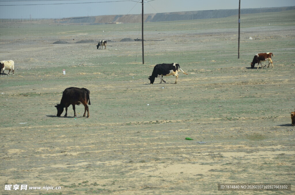 草原上的牛群悠然吃草