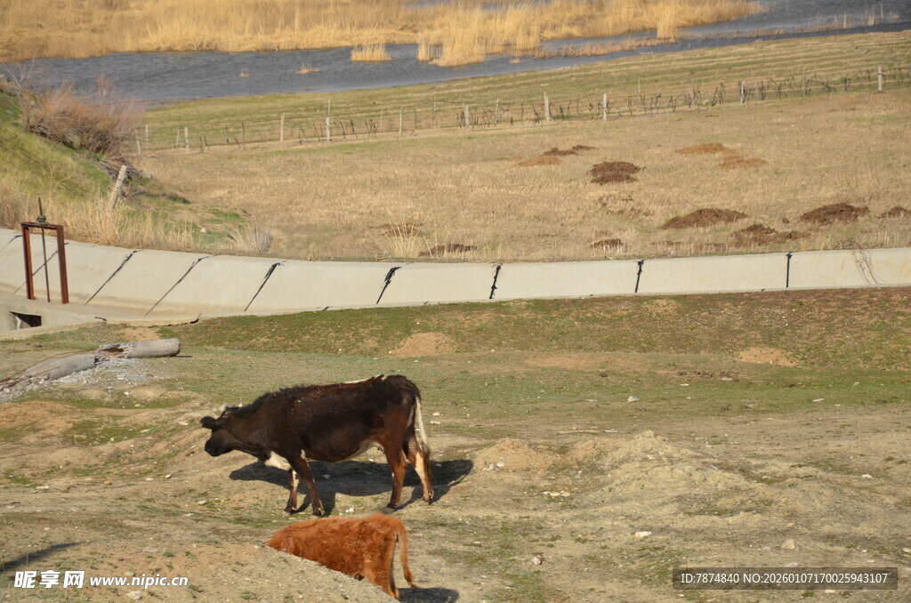 田野中的黑色耕牛
