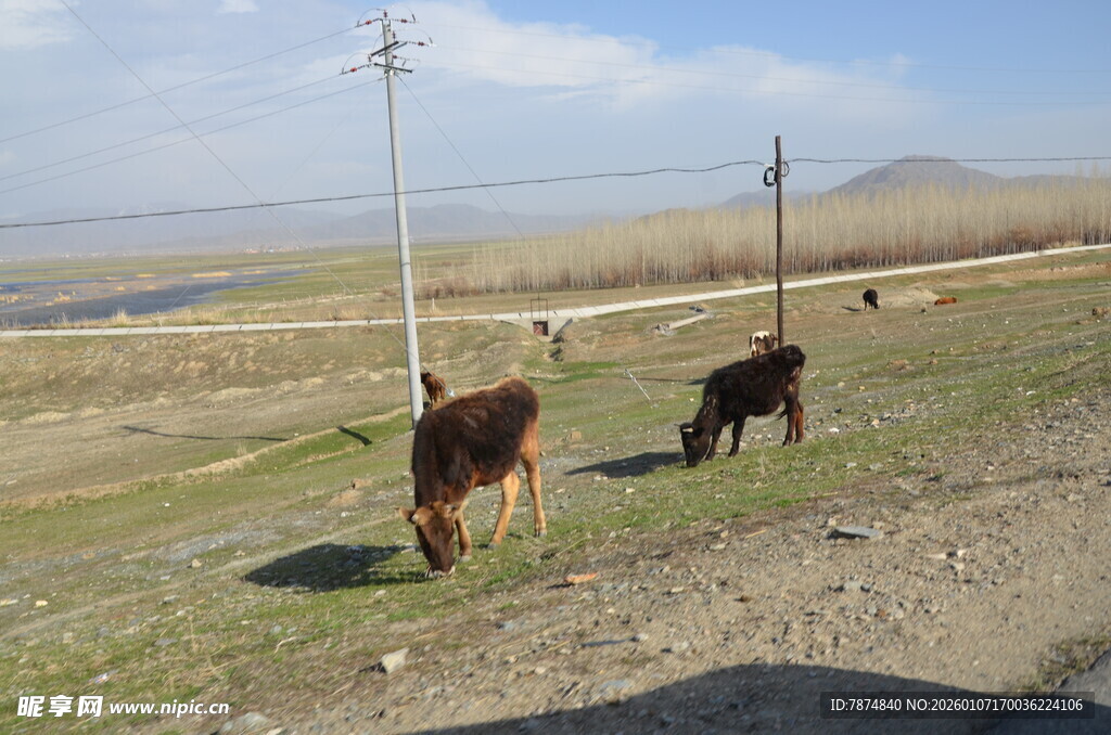 草原上的两头牛