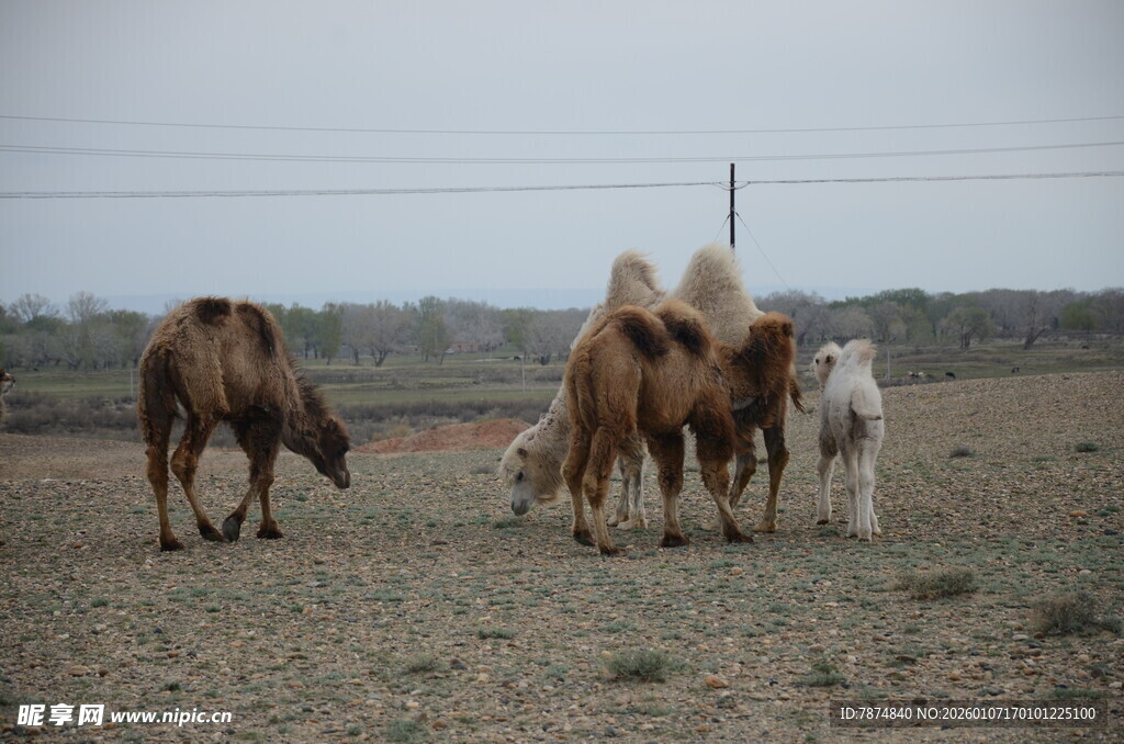 草原上的骆驼与马群