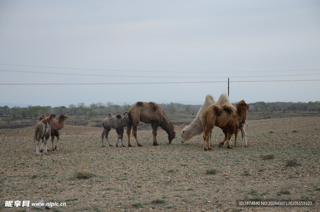 草原上的骆驼群