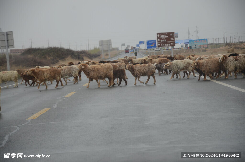公路上的羊群大迁徙