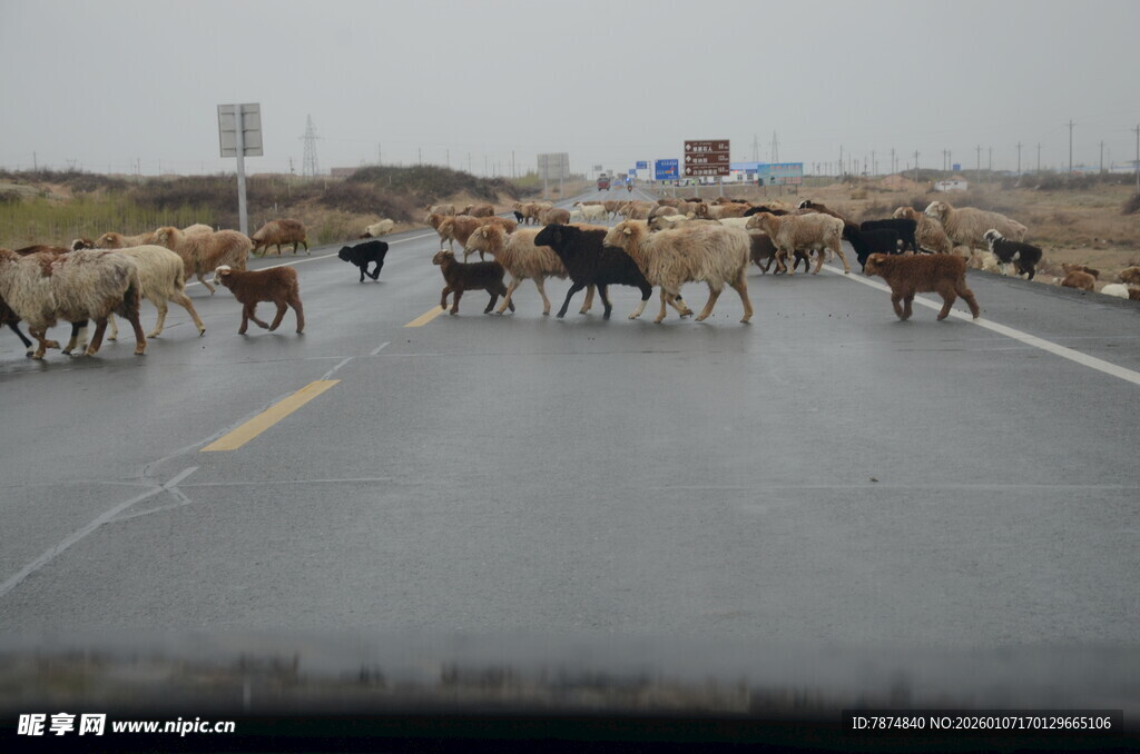 公路上成群牛羊正在穿行