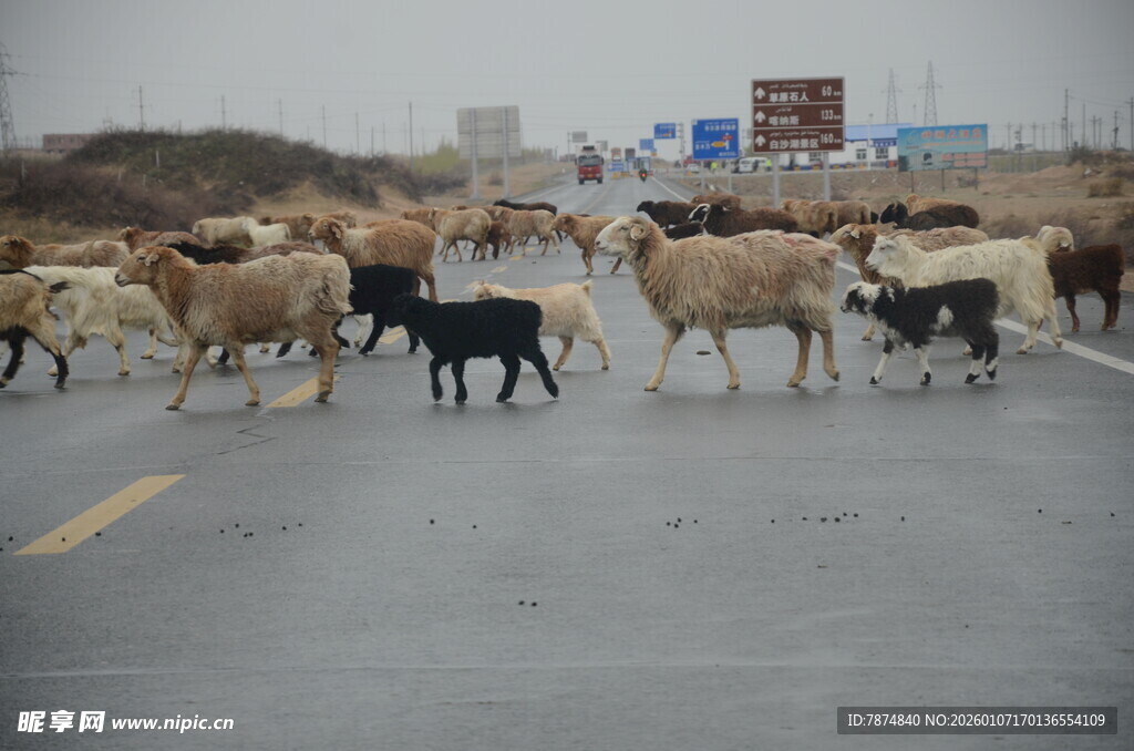 羊群漫步在公路上