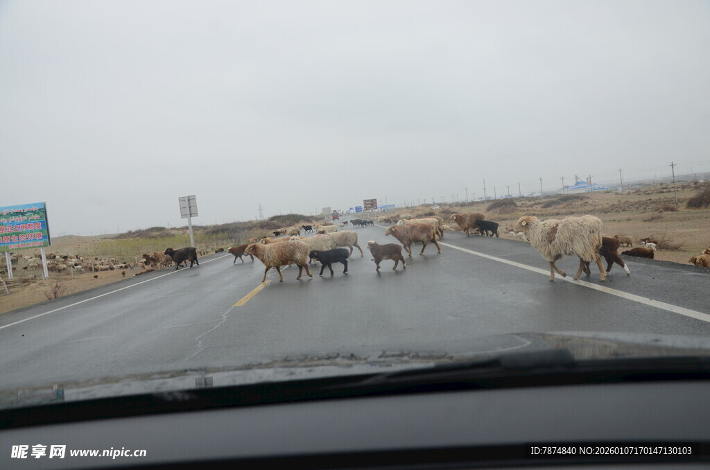 公路上的羊群