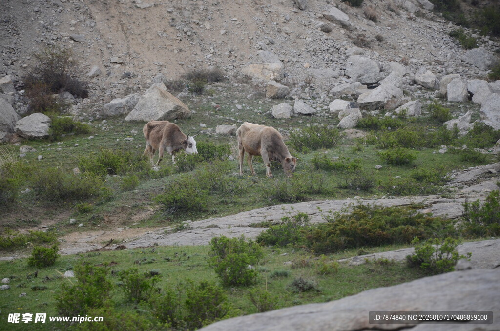 山间吃草的几头牲畜