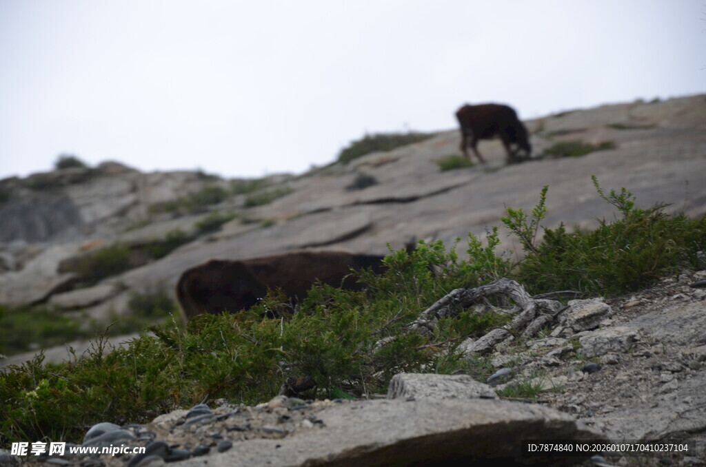 山坡上的动物