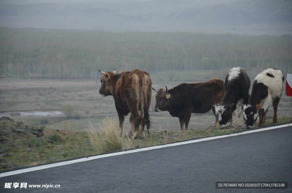 公路上漫步的几头奶牛