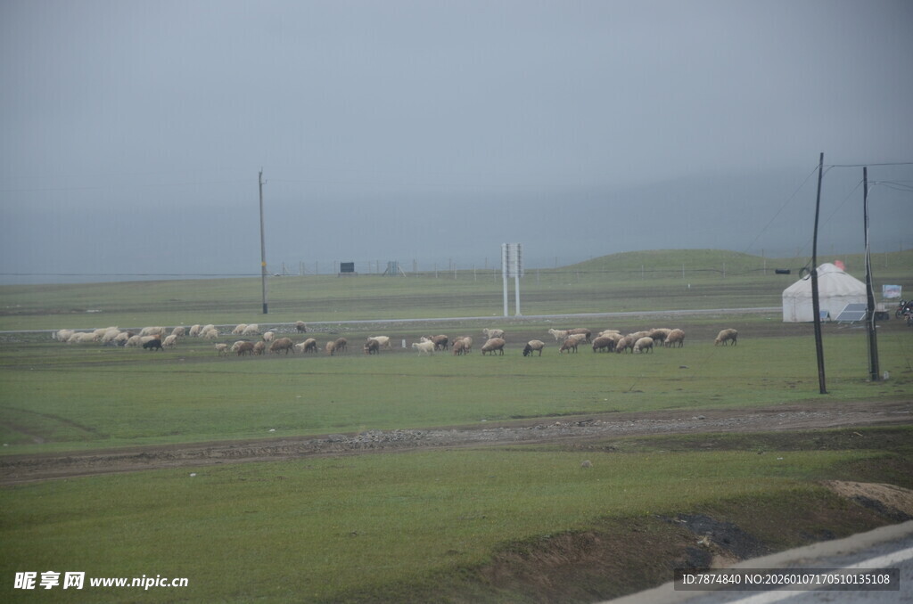 草原羊群远景