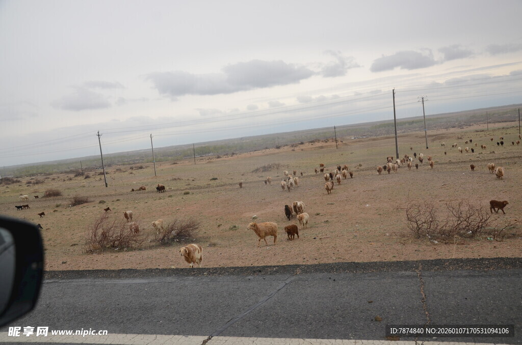 公路旁沙漠中的动物群