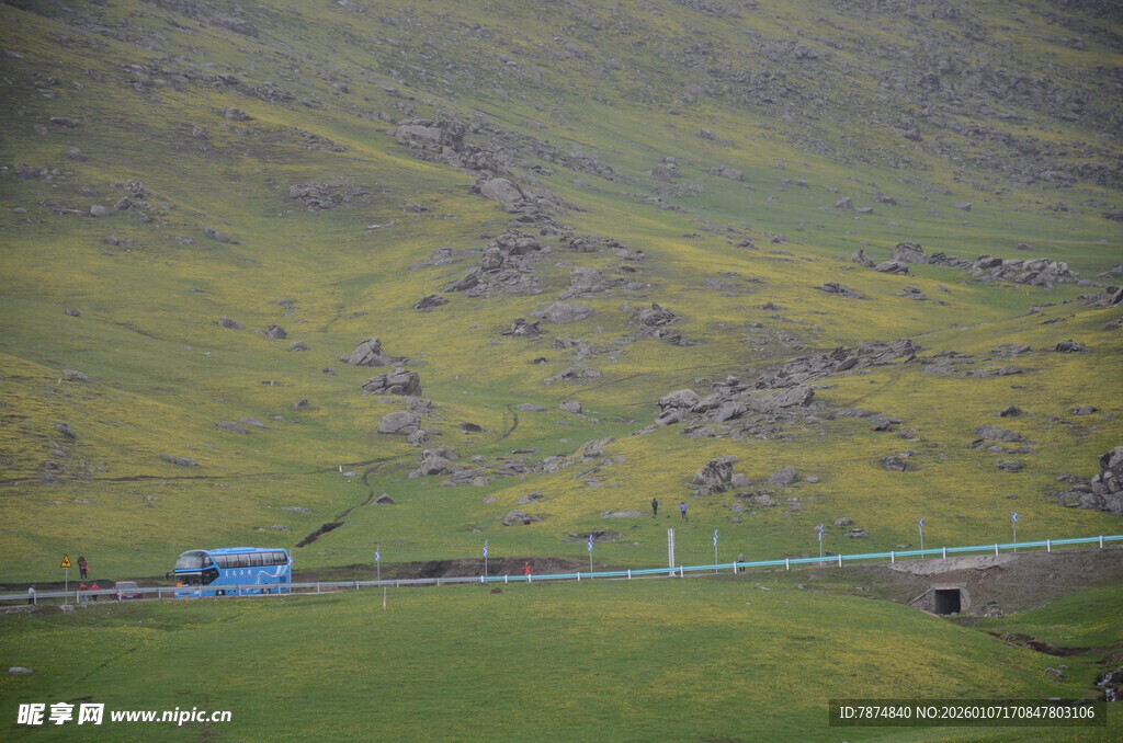 山间公路旁的绿色景致