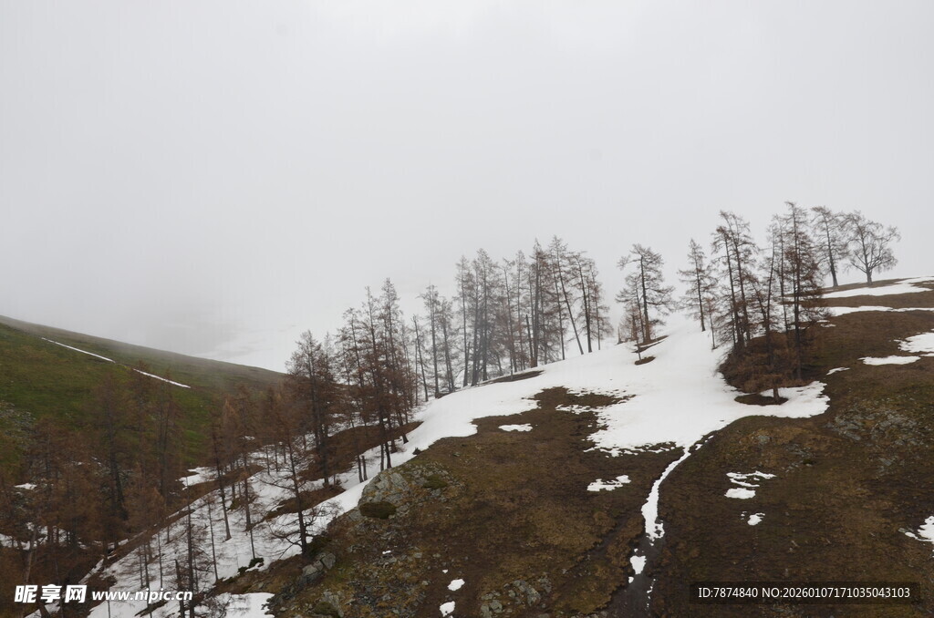 雪覆山坡上的稀疏树木