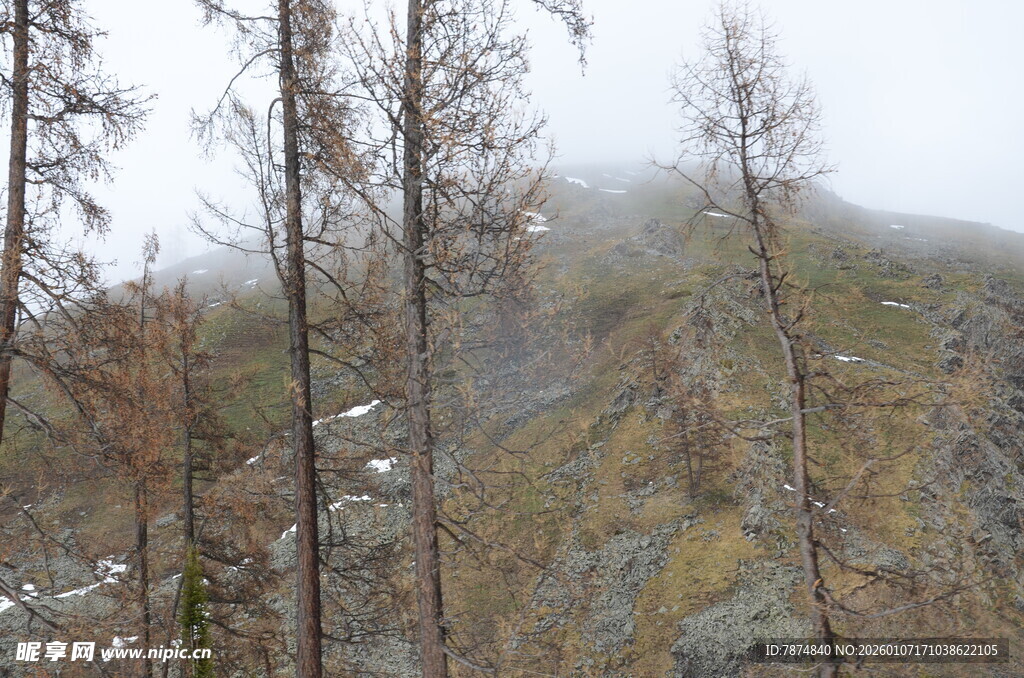 雾中萧瑟山林景色