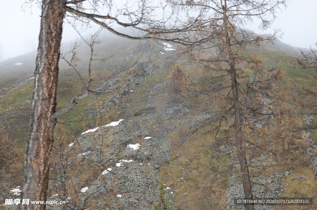 山间雾景中的枯树与残雪