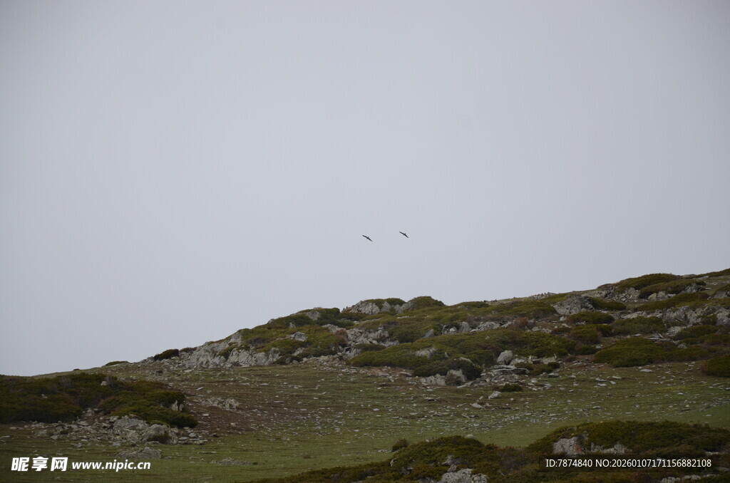 山坡上飞翔的鸟儿