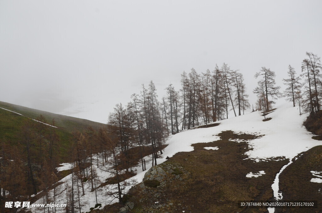 雪覆山坡上的稀疏树木