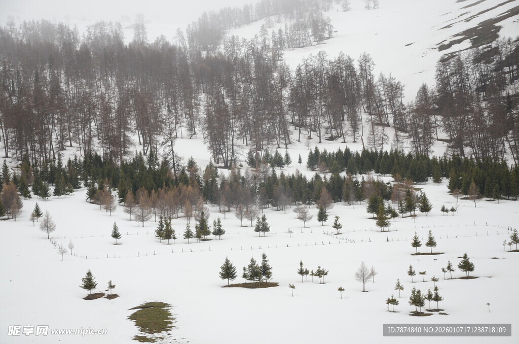 冬日雪景中的山林景观