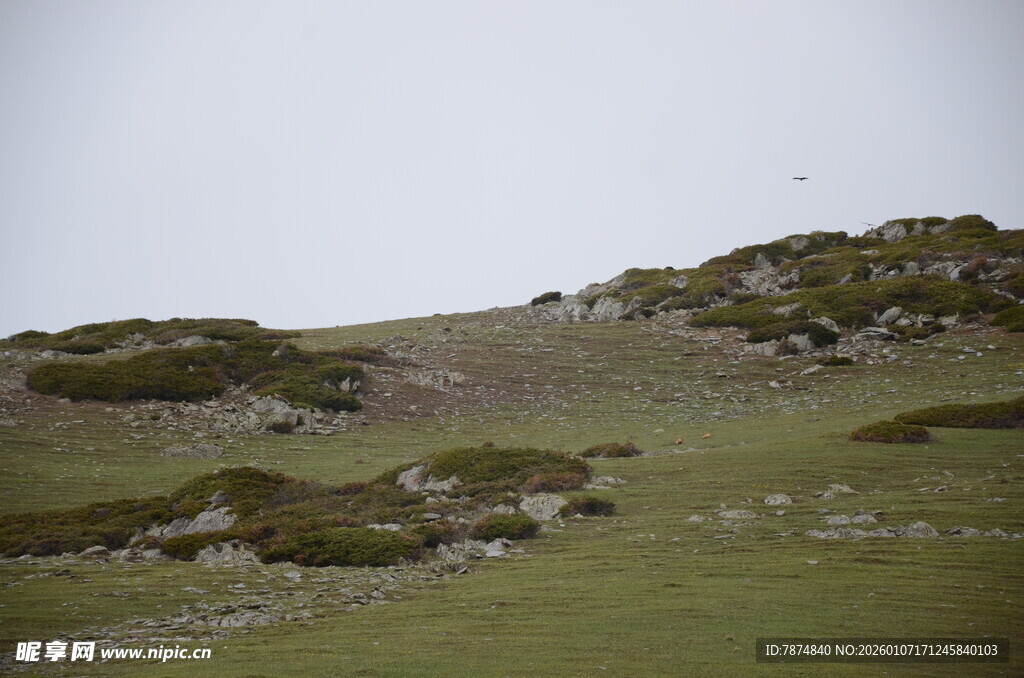 草原上的零星植被景观