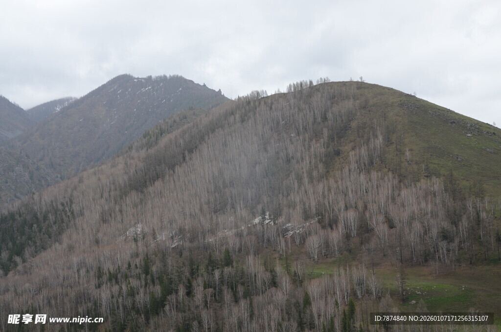 枯木覆盖的山峦景观
