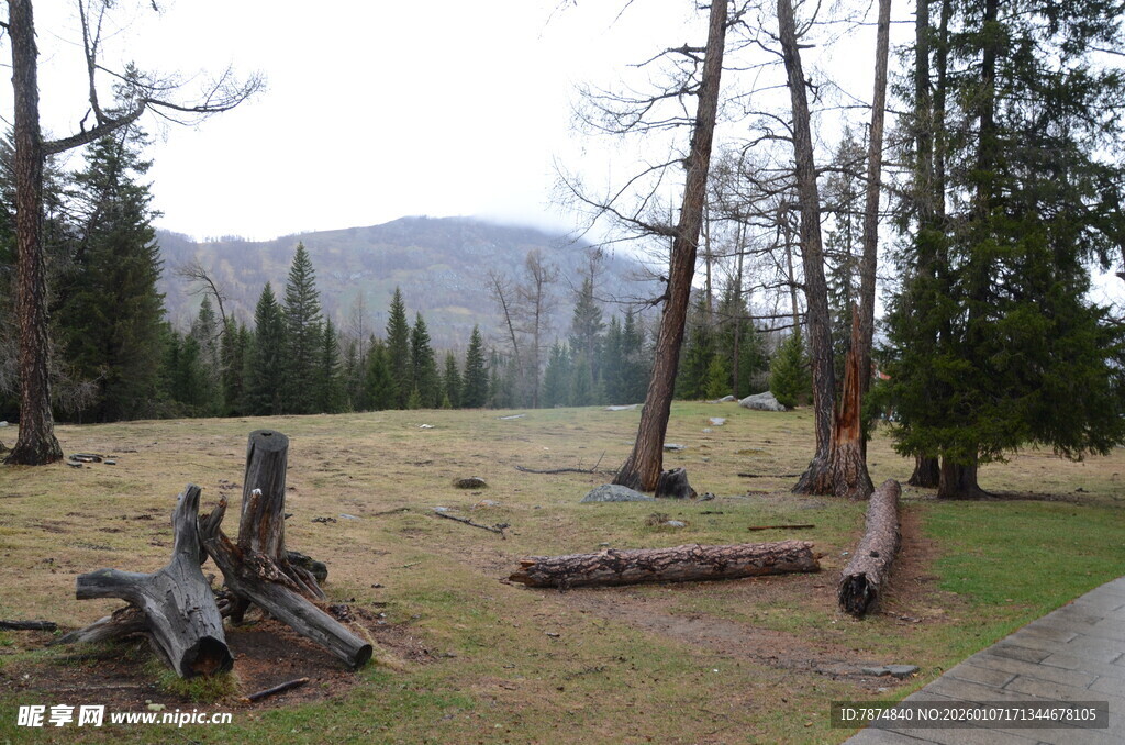林间草地与倒伏树木景观