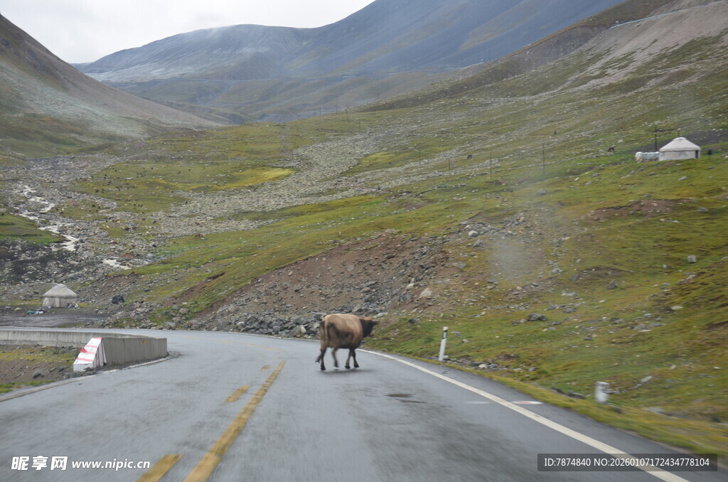 公路上独行的野生动物