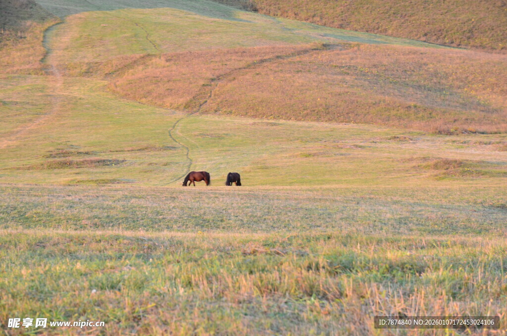 草原上的两匹马