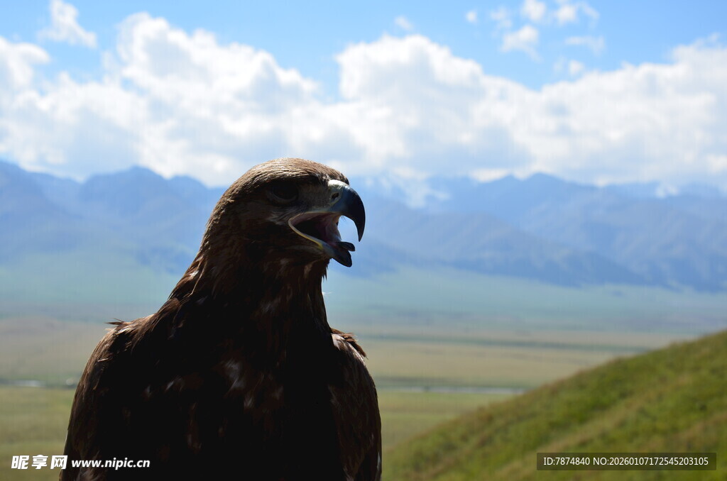 草原上的雄鹰