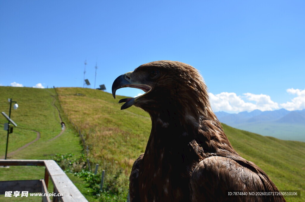 草原上的雄鹰