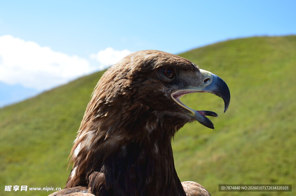 草原上的威武雄鹰