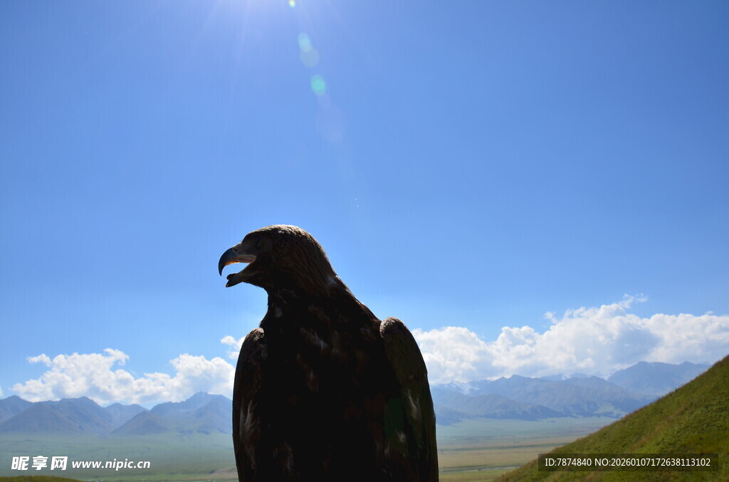 蓝天雄鹰 傲然独立