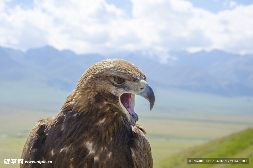 草原雄鹰张嘴展现野性