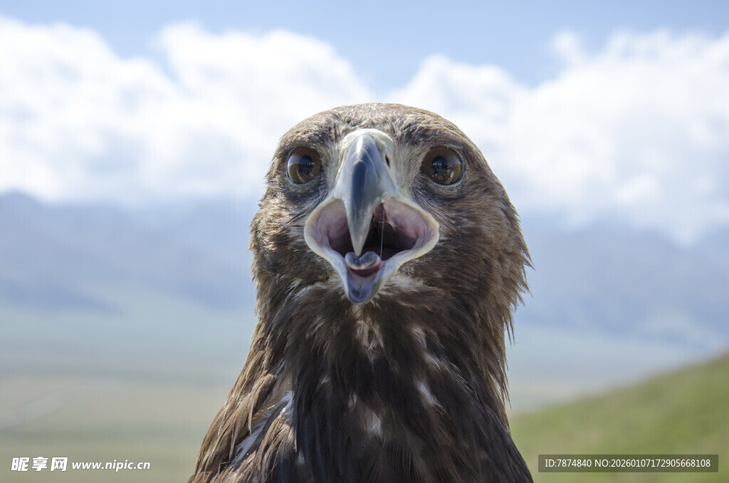 张嘴的雄鹰